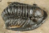 Proetid (Dalejeproetus) Trilobite - Atchana, Morocco #359518-2